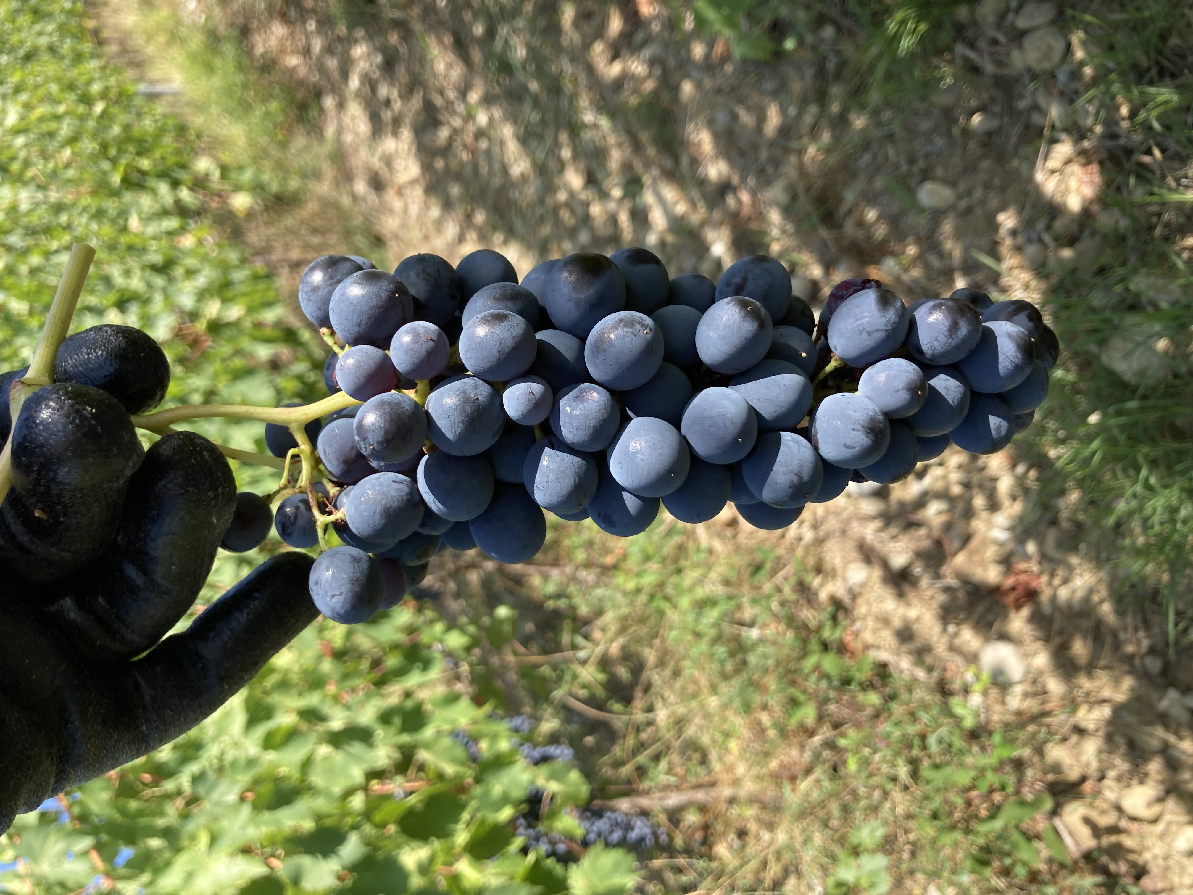 Uva tagliata