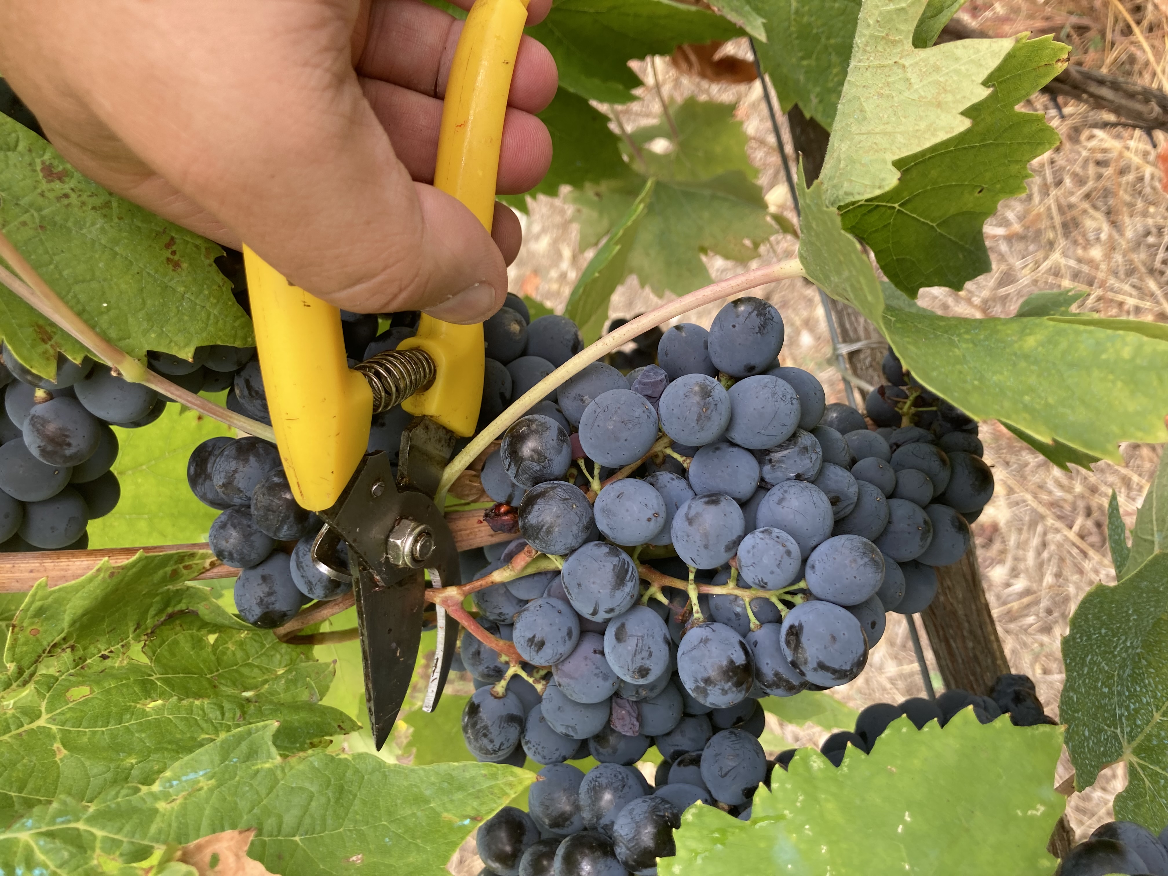 Vendemmia